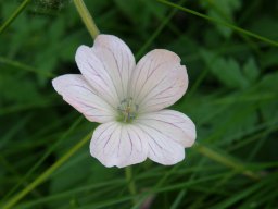 geranium vivace
